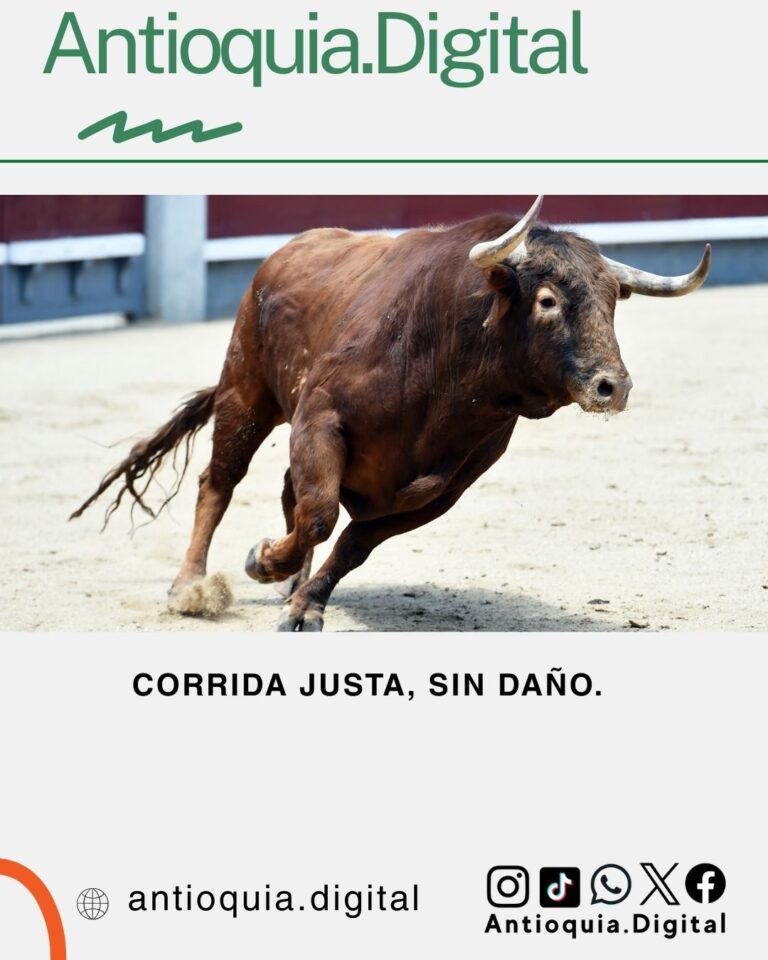 Toro bravo corriendo en plaza durante corrida, campaña "Corrida justa, sin daño" de Antioquia Digital.